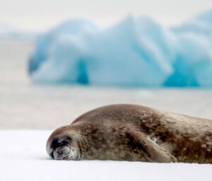 Antarctica Wildlife Boat Tour