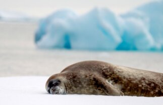 Antarctica Wildlife Boat Tour