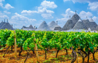 Cultural and Scenic Tour of Puglia