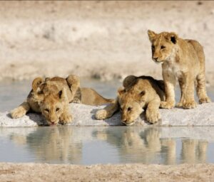 Namibia Lodge Safari