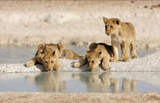 Namibia Lodge Safari