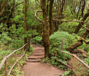 Canary Islands Walking – La Gomera and Tenerife