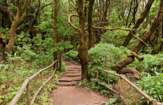 Canary Islands Walking – La Gomera and Tenerife