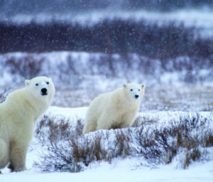 Polar Bears in Churchill