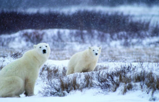 Polar Bears in Churchill