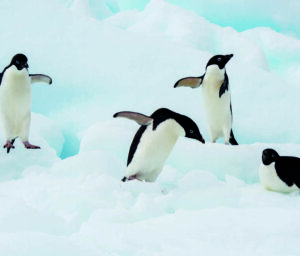 Antarctic Circle Premium Boat Tour