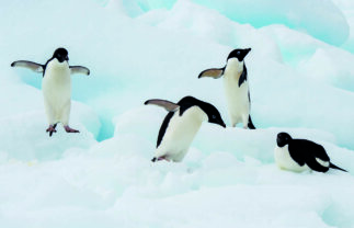 Antarctic Circle Premium Boat Tour