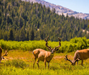 Western USA National Parks Explorer