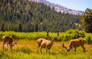 Western USA National Parks Explorer