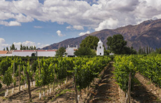 Wine and Landscapes of Argentina’s Northwest