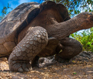 Boat Tour of Galapagos – Central & Eastern Islands