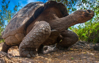 Boat Tour of Galapagos – Central & Eastern Islands