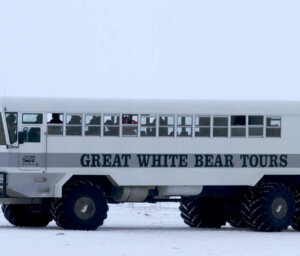 Polar Bears in Churchill – In Depth