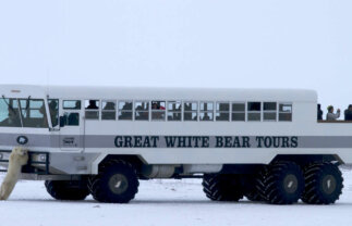 Polar Bears in Churchill – In Depth