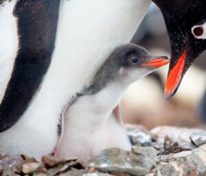 Antarctica Wildlife Adventure – Fly and Cruise