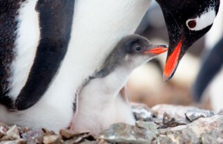 Antarctica Wildlife Adventure – Fly and Cruise