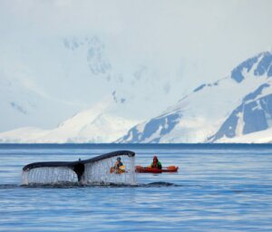 Antarctica Wildlife Boat Tour