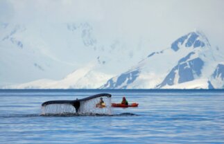 Antarctica Wildlife Boat Tour