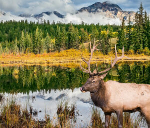 Walking in the Canadian Rockies