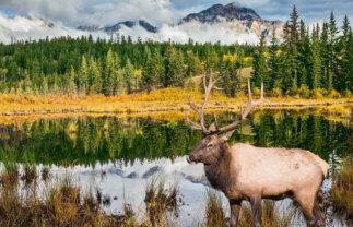 Walking in the Canadian Rockies