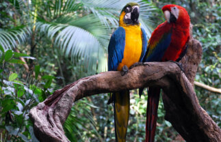 Ecuador Amazon Extension