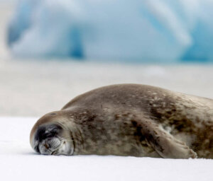 Fly and Cruise Antarctica Wildlife Tour