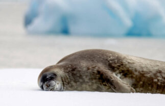 Fly and Cruise Antarctica Wildlife Tour