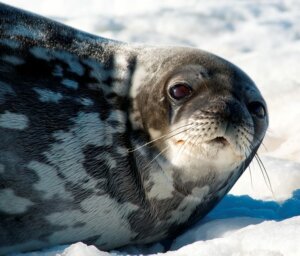 Antarctica Wildlife Adventure – Fly and Cruise