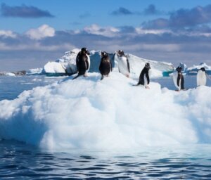 Antarctica Wildlife Boat Tour