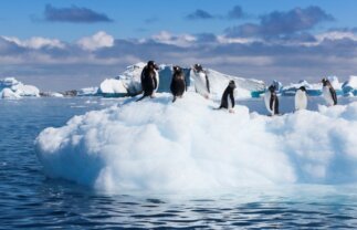 Antarctica Wildlife Boat Tour