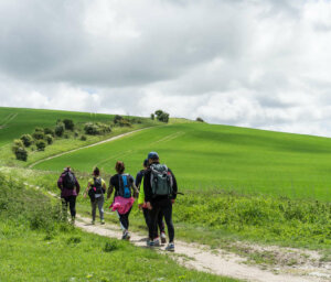 Superb Value South Downs Walk