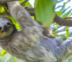 Wildlife in Scenic Costa Rica