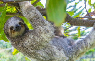 Wildlife in Scenic Costa Rica