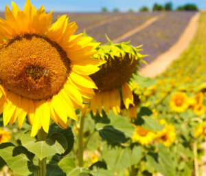 Cycling Tour of Provence