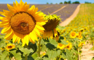 Cycling Tour of Provence