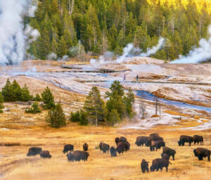 Nature in America – Yellowstone and the Grand Teton National Parks