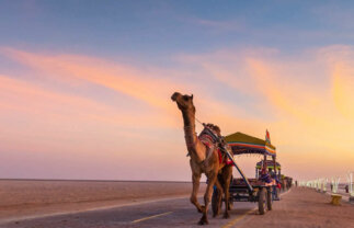 Active Cultural and Wildlife Tour of Gujarat