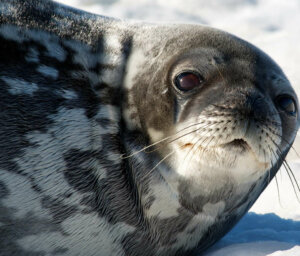 Antarctica Wildlife Tour