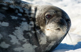 Antarctica Wildlife Tour