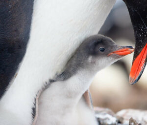 Naturalist Boat Tour of Antarctica