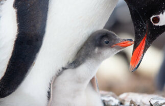 Naturalist Boat Tour of Antarctica