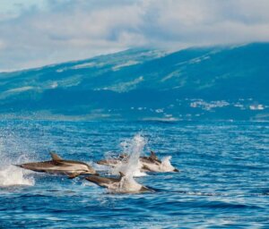 Walking in the Azores Islands