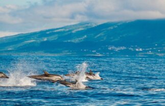 Walking in the Azores Islands