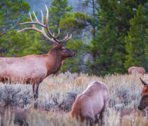 Nature in America – Yellowstone and the Grand Teton National Parks