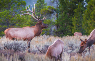 Nature in America – Yellowstone and the Grand Teton National Parks