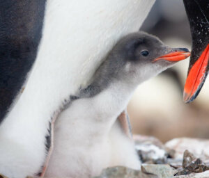 Fly and Cruise Antarctica Wildlife Tour