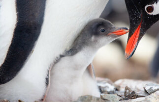 Fly and Cruise Antarctica Wildlife Tour