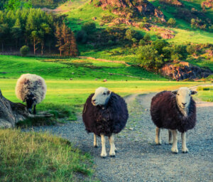 Walking Tour of the Lake District