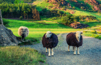 Walking Tour of the Lake District