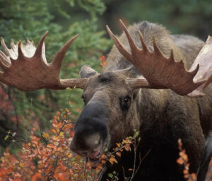 Pristine Wilderness of Alaska